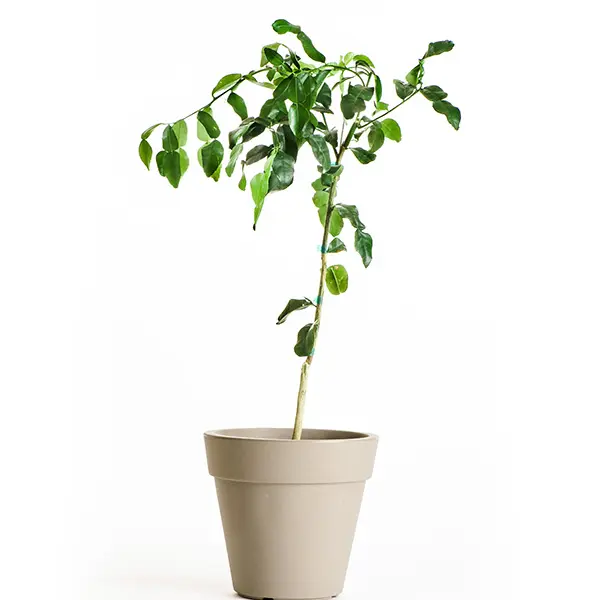 Kaffir Lime Tree (Height: 2 - 3 FT, Shape: Standard)