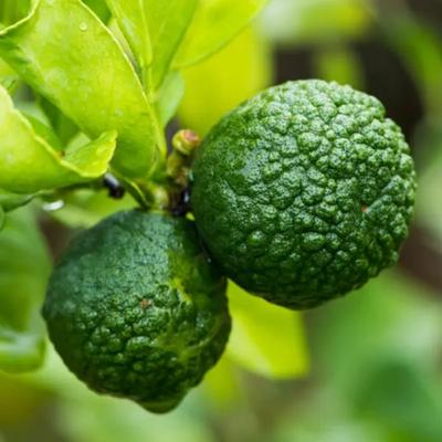 Kaffir Lime Tree (Height: 2 - 3 FT, Shape: Standard)