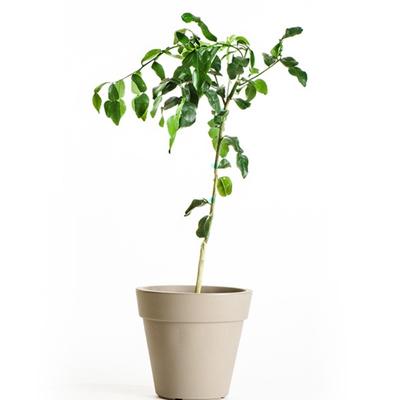 Kaffir Lime Tree (Height: 3 - 4 FT, Shape: Standard)