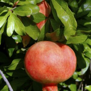 Kazake-Pomegranate-Tree-2