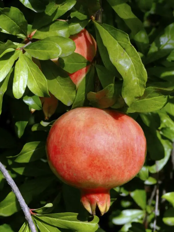 Kazake Pomegranate Tree