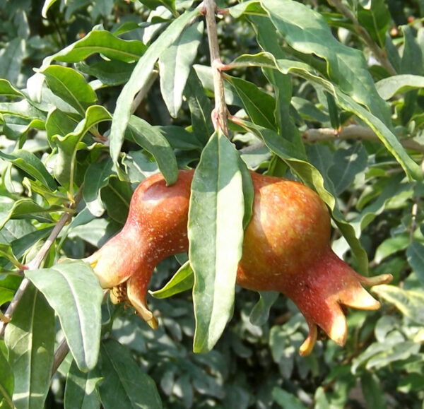 Kazake Pomegranate Tree
