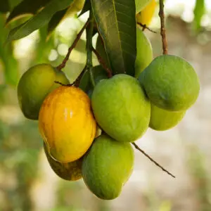 Kent Mangos