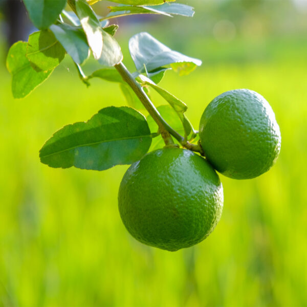 Key-Lime-Tree-05
