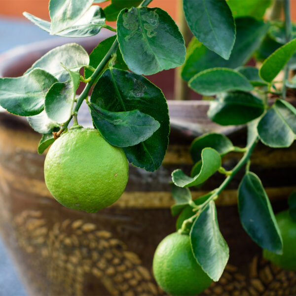 Key-Lime-Tree-07