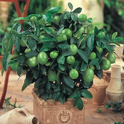 Key Lime Tree (Height: 18 - 26 IN, Shape: Standard)