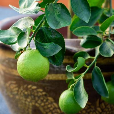 Key Lime Tree (Height: 18 - 26 IN, Shape: Standard)