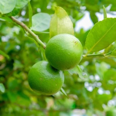 Key Lime Tree (Height: 18 - 26 IN, Shape: Standard)