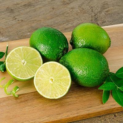 Key Lime Tree (Height: 18 - 26 IN, Shape: Standard)