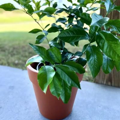 Key Lime Tree (Height: 18 - 26 IN, Shape: Standard)