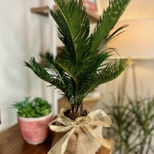King Sago Palm