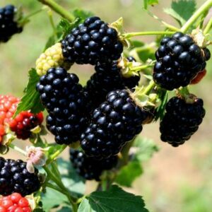 Kiowa Blackberry Plant 400-1