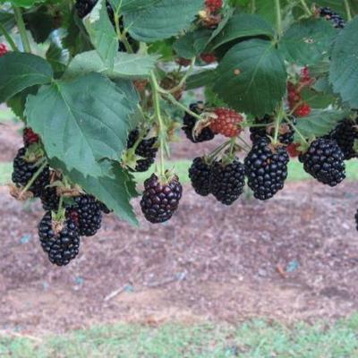 Kiowa Blackberry Plant (Height: 2 - 3 FT)