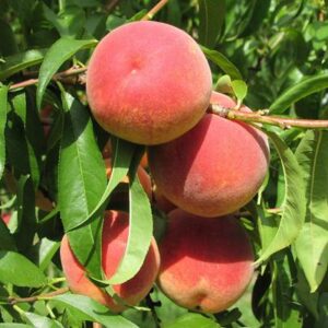 La Feliciana Peach Tree 1