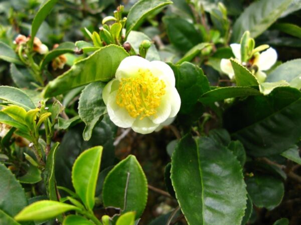 Large Leaf Tea Tree