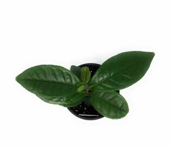 Large Leaf Tea Tree main