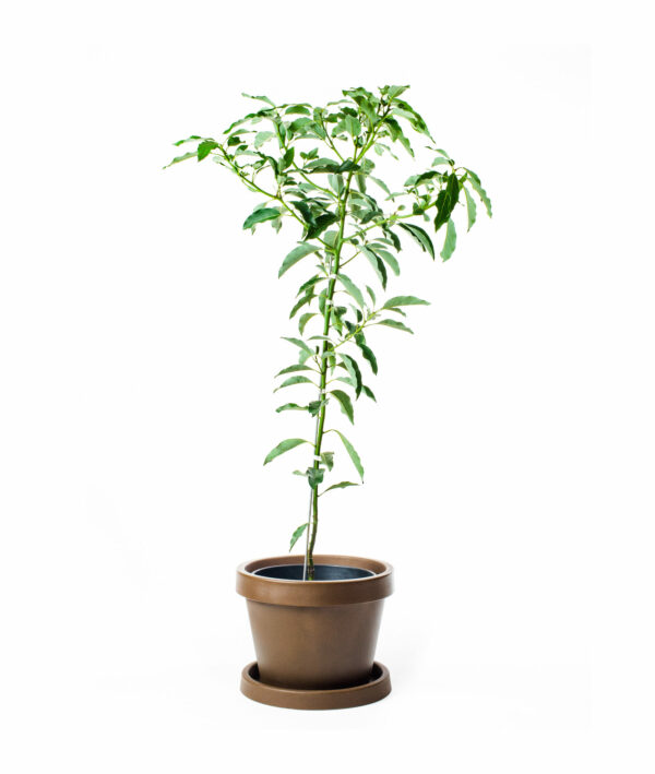Lila-Avocado-Tree