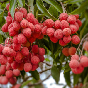 Ripe,Lychee,Fruits,On,Tree,In,The,Plantation