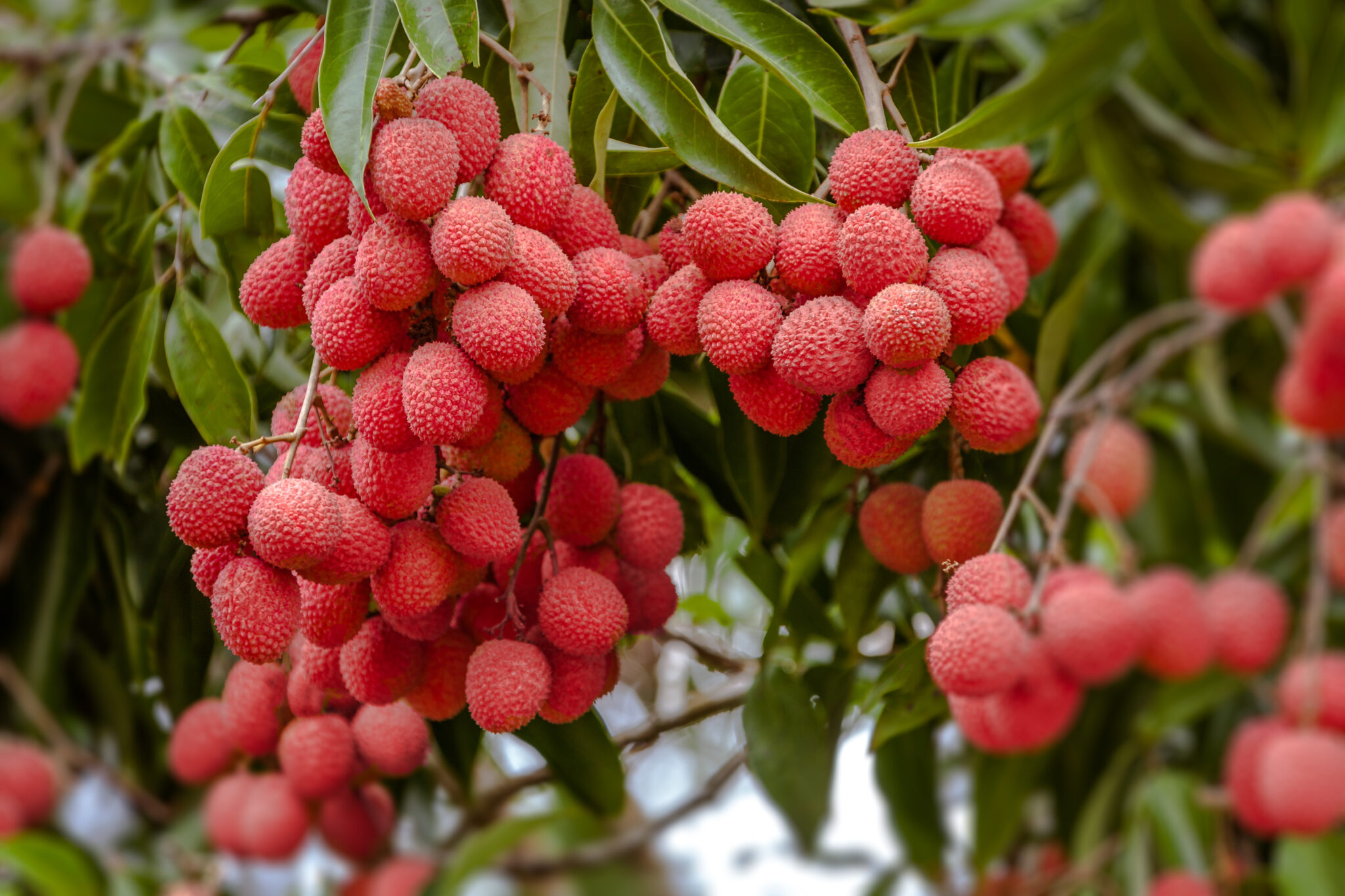 thumbnail interactive-video image 1 of Live Lychee Tree – Mauritius Air Layered – 3-4ft Tall – Sweet Red Fruit – Ships To CA & PR 1 of 5