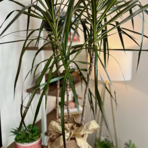 Magenta Dracaena