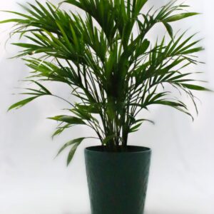 Majesty Palm