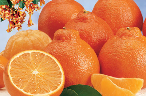 Make Winter Brighter with Honeybells