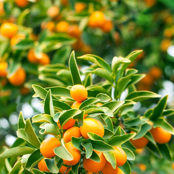 Meiwa-Kumquat-Tree-01