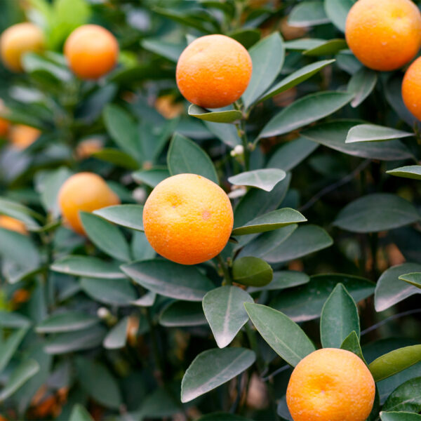 Meiwa-Kumquat-Tree-03
