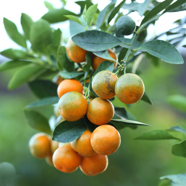 Meiwa-Kumquat-Tree-04