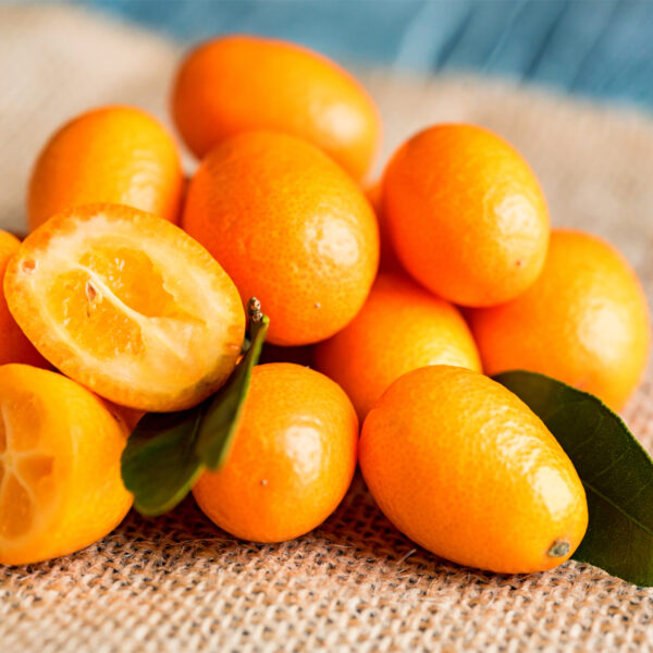 Meiwa-Kumquat-Tree-07