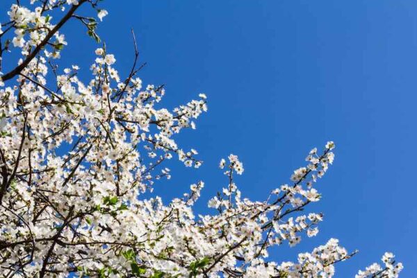 The,White,Plum,Blossom,Is,The,Flower,Representing,The,Early