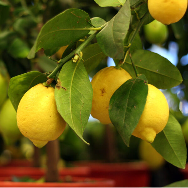 Meyer-Lemon-Tree-03-1