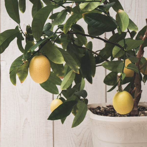 Meyer-Lemon-Tree-06-1