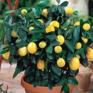 Meyer-Lemon-Tree-main