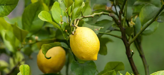 Tips on Caring for a Meyer Lemon Tree - Yarden