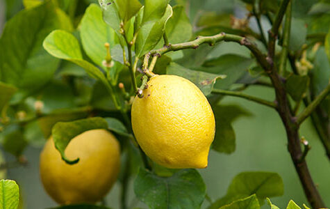 Lemon,Tree.,Bunch,Of,Ripe,Lemons