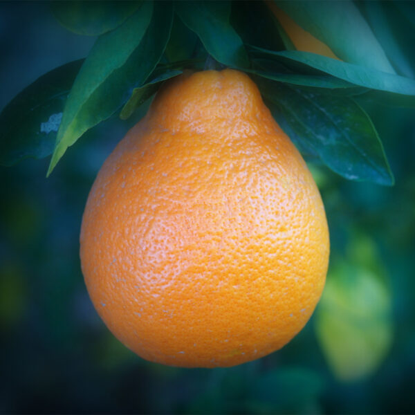 Minneola-Honeybell-Tangelo-Tree-01