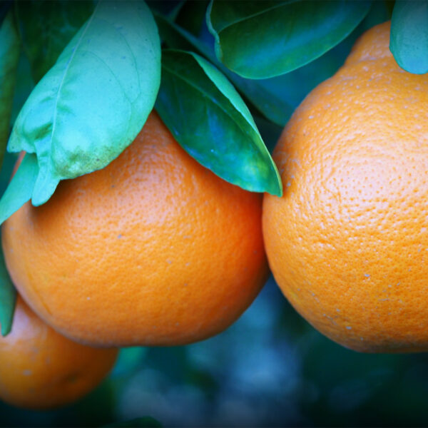 Minneola-Honeybell-Tangelo-Tree-02