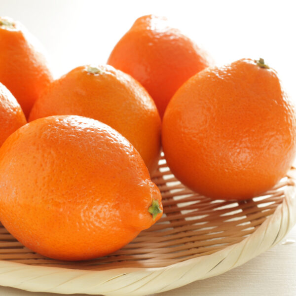 Minneola-Honeybell-Tangelo-Tree-05