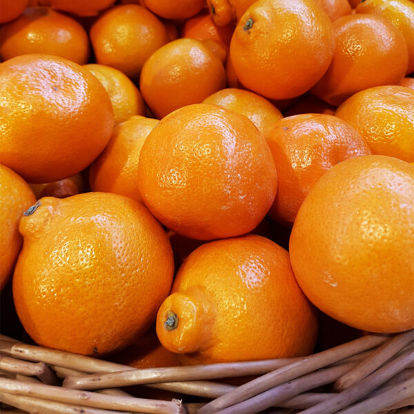 Minneola-Honeybell-Tangelo-Tree-06