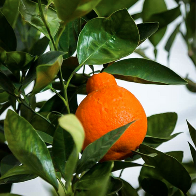 Minneola Tangelo (Honeybell) Tree (Height: 3 - 4 FT)