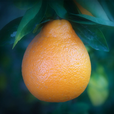 Minneola Tangelo (Honeybell) Tree (Height: 3 - 4 FT)