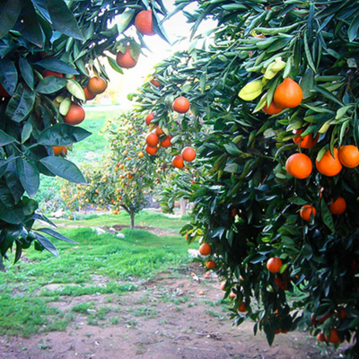 Minneola Tangelo (Honeybell) Tree (Height: 3 - 4 FT)