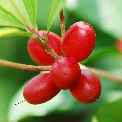 These Miracle Plastic Containers Keep Berries Day One Fresh For