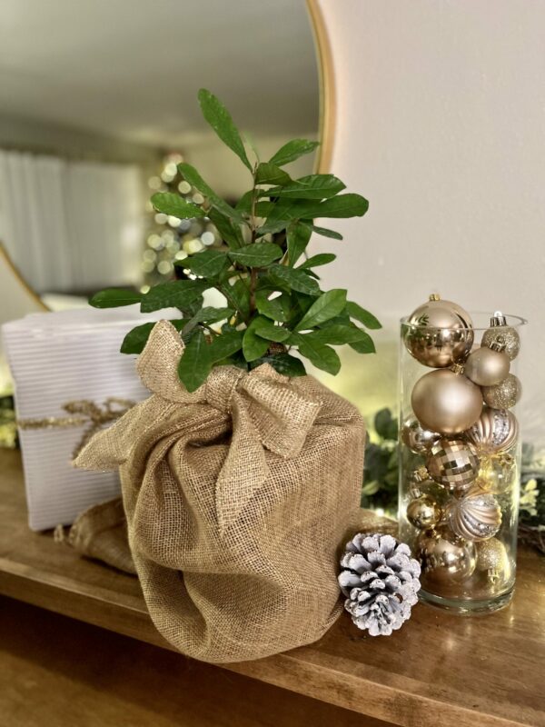 MiracleFruit_2_Burlap-scaled