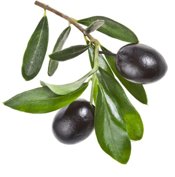 Mission-Olive-Tree-1