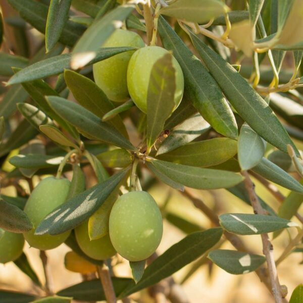 Mission-Olive-Tree