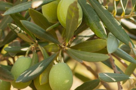 Mission Olive Tree