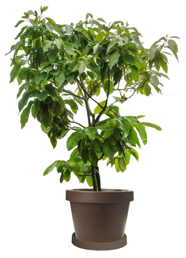 Monroe Avocado Tree 2