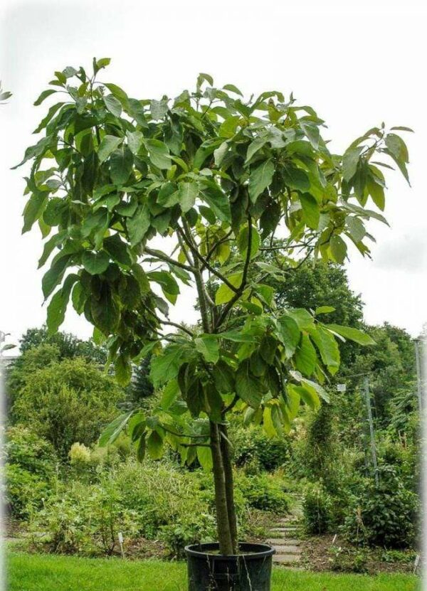 Monroe Avocado Tree 2